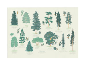 art print of the official tree of every Canadian province by Baltic Club.