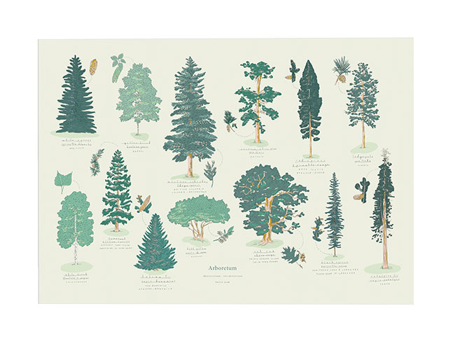 Canadian trees hand drawn art print