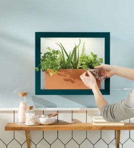 Wall Planter from Modern Sprout