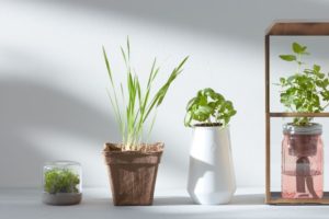 Modern Sprout planters