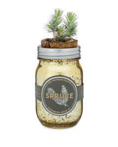 Spruce in Mason Jar 
															/ Modern Sprout							