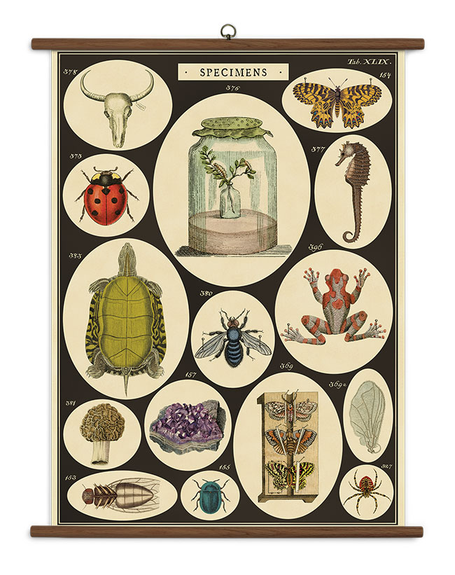 Specimens Vintage Poster Kit