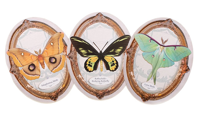 Oval Greeting Cards 
															/ Moth & Myth							