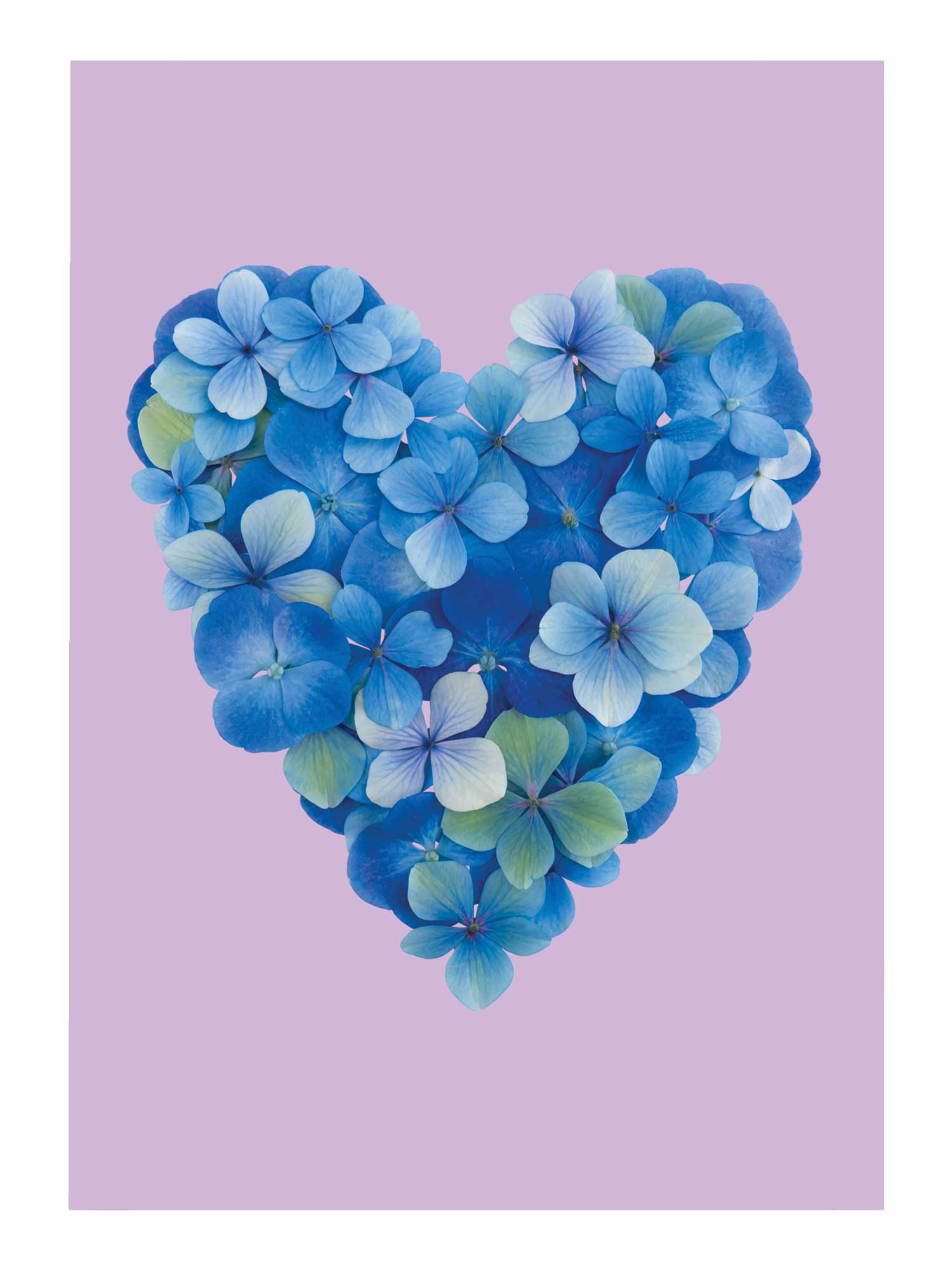 Hydrangea Blues Card