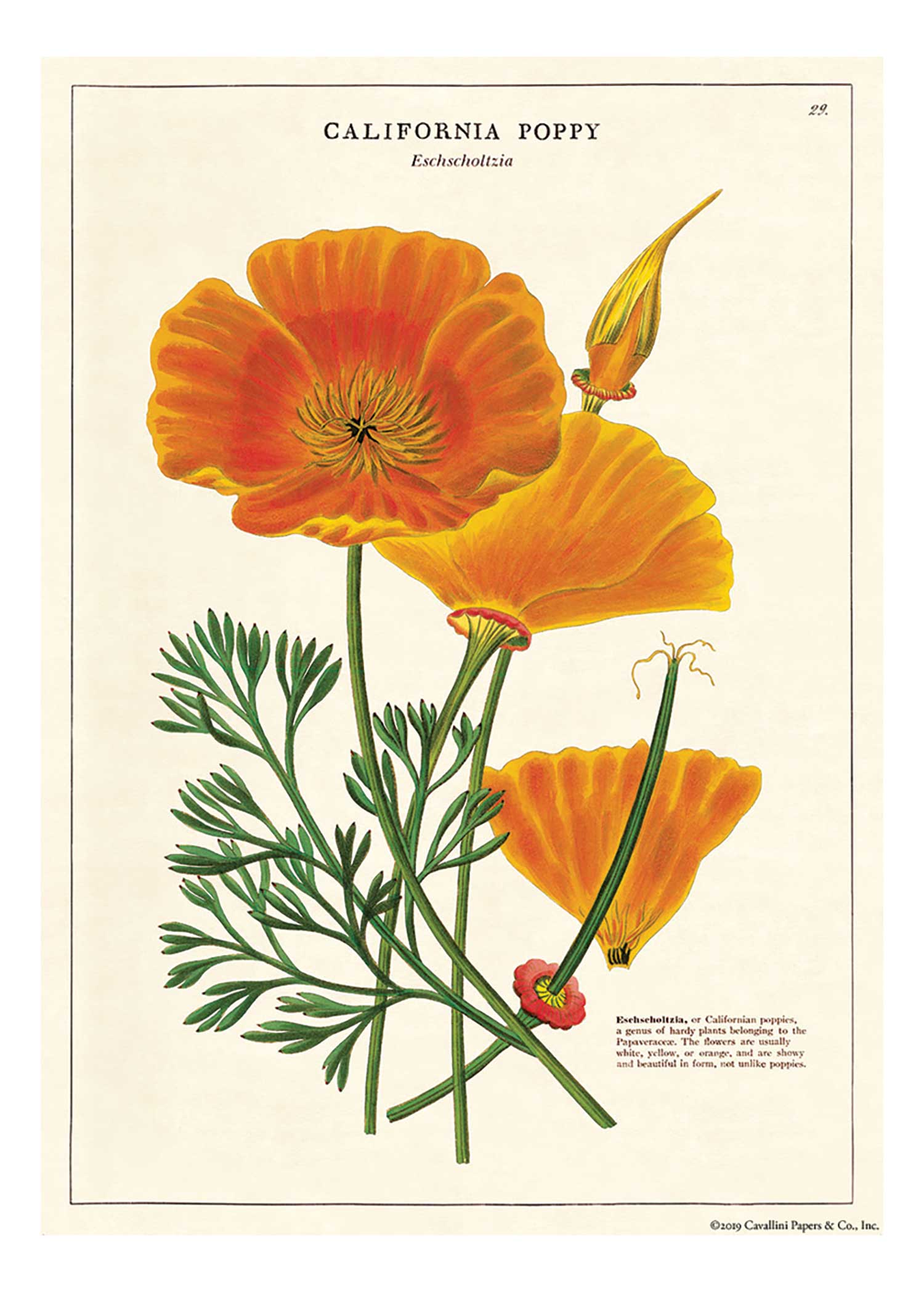 California Poppy Wrap Sheet
/ Cavallini & Co